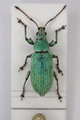 Phyllobius maculicornis