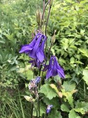 Aquilegia nigricans