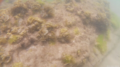 Padina pavonica