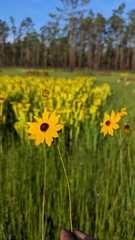 Coreopsis linifolia