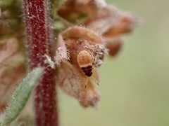Hyalochilus ovatulus