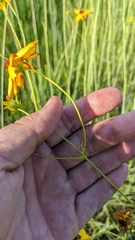 Coreopsis linifolia