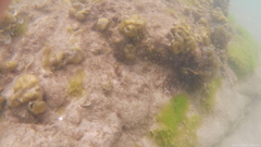 Padina pavonica