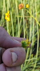 Coreopsis linifolia