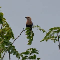 Coracias cyanogaster
