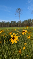 Coreopsis linifolia