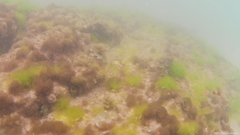 Padina pavonica