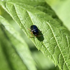 Cryptocephalus nitidus