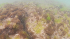 Padina pavonica