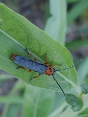 Oberea quadricallosa