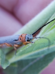 Oberea quadricallosa