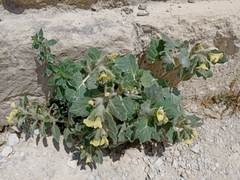 Hyoscyamus
