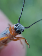 Oberea quadricallosa