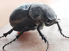 Phyllophaga cribrosa