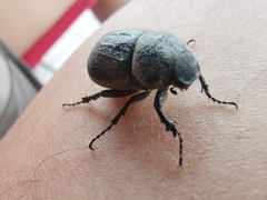 Phyllophaga cribrosa