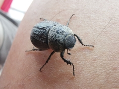 Phyllophaga cribrosa