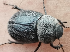 Phyllophaga cribrosa