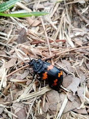 Nicrophorus mexicanus