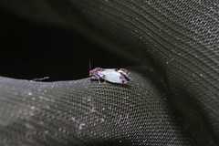 Cacopsylla pulchella