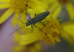 Oedemera virescens