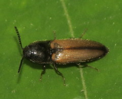 Ampedus militaris