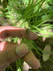 Carex bolanderi