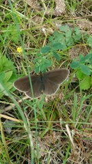 Aphantopus hyperantus