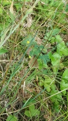 Aphantopus hyperantus