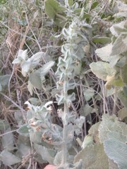 Salvia dominica