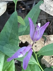 Rhinotropis californica