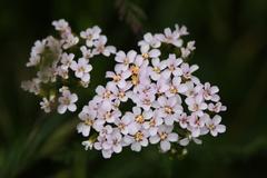 Achillea millefolium