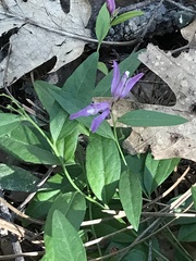 Rhinotropis californica