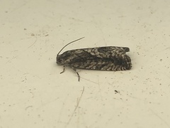 Cydia lacustrina