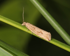 Bactra lancealana