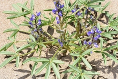 Lupinus pusillus