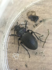 Carabus nemoralis