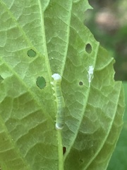 Pyreferra hesperidago