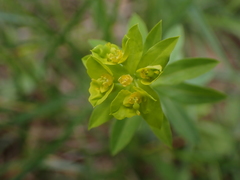 Euphorbia platyphyllos