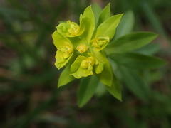 Euphorbia platyphyllos