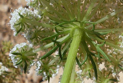 Daucus carota hispanicus