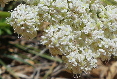 Daucus carota hispanicus