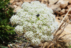 Daucus carota hispanicus