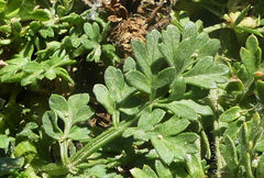 Daucus carota hispanicus