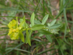 Euphorbia platyphyllos