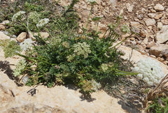 Daucus carota hispanicus