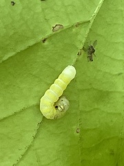 Pyreferra hesperidago