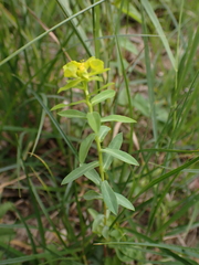 Euphorbia platyphyllos