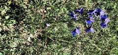 Delphinium cheilanthum