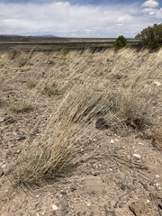 Psathyrostachys juncea