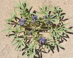 Lupinus pusillus